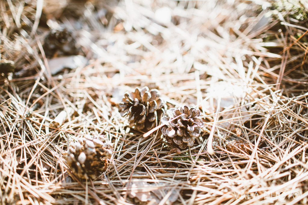 Wittenbach_Nature_Center_Engagement_Sarah_Mark_VP73